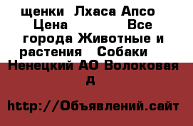 щенки  Лхаса Апсо › Цена ­ 20 000 - Все города Животные и растения » Собаки   . Ненецкий АО,Волоковая д.